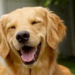 Doggy Smile meme