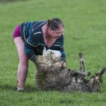 Sheep Wresteling