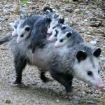 Possum family meme