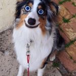 Tripping Dog | THE MOMENT YOU REALIZE; ONE HIT OF ACID WOULD OF BEEN ENOUGH | image tagged in tripping dog | made w/ Imgflip meme maker
