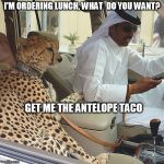 Meanwhile, in Dubai | I'M ORDERING LUNCH, WHAT  DO YOU WANT? GET ME THE ANTELOPE TACO | image tagged in lunch,cats | made w/ Imgflip meme maker