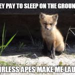 camping | THEY PAY TO SLEEP ON THE GROUND? HAIRLESS APES MAKE ME LAUGH | image tagged in camping | made w/ Imgflip meme maker