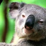 Koala meme