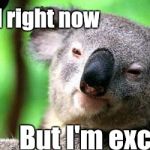 Koala | Can't tell right now; But I'm excited | image tagged in koala | made w/ Imgflip meme maker