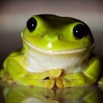 Teachers pet frog