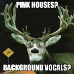 DEER IN THE HEADLIGHTS | PINK HOUSES? BACKGROUND VOCALS? | image tagged in deer in the headlights | made w/ Imgflip meme maker