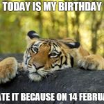 confession tiger hi res | TODAY IS MY BIRTHDAY; I HATE IT BECAUSE ON 14 FEBRUARY | image tagged in confession tiger hi res | made w/ Imgflip meme maker