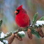 Valentine Cardinal