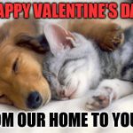Pupplies and Kittens | HAPPY VALENTINE'S DAY; FROM OUR HOME TO YOURS | image tagged in pupplies and kittens | made w/ Imgflip meme maker