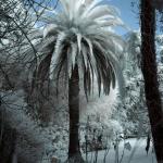 Frozen Palms