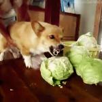 Doge destroying food