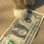 cat money