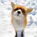 Curious Fox meme