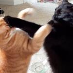 catfight