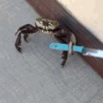 Knife wielding crab