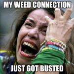 Hysterical Holly | MY WEED CONNECTION; JUST GOT BUSTED | image tagged in hysterical holly | made w/ Imgflip meme maker