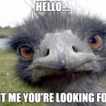 angry_emu | HELLO.... IS IT ME YOU'RE LOOKING FOR... | image tagged in angry_emu | made w/ Imgflip meme maker