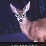 Image result for deer in the headlights picture