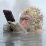rhesus monkey iphone