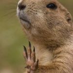 Bitch, I'm a marmot, not a squirrel | IF YOU AIN'T GOT BANTER; YOU AIN'T COMING IN | image tagged in bitch i'm a marmot not a squirrel | made w/ Imgflip meme maker