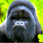 Grumpy Gorilla meme