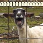 Sheep | Baaaaaaaaaaaaaaaaaaa | image tagged in sheepeo | made w/ Imgflip meme maker