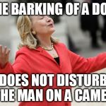Actual Egyptian proverb. | THE BARKING OF A DOG; DOES NOT DISTURB THE MAN ON A CAMEL. | image tagged in hillary clinton,memes | made w/ Imgflip meme maker