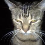 Angry Tabby Cat