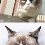 Grumpy Cat Toronto