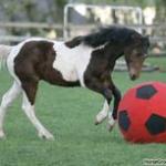 Soccer Horse