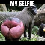 my selfie | MY SELFIE | image tagged in baboon | made w/ Imgflip meme maker