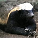 Honey badger 