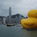 giant rubber duck hong kong
