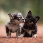 puppies kissing