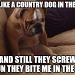 sad dog | FEEL LIKE A COUNTRY DOG IN THE CITY; I STAND STILL THEY SCREW ME I RUN THEY BITE ME IN THE ASS | image tagged in sad dog | made w/ Imgflip meme maker