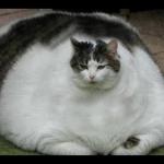 Fat cat meme