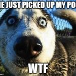 Scared dog | SHE JUST PICKED UP MY POOP; WTF | image tagged in scared dog | made w/ Imgflip meme maker