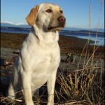 Yellow lab