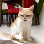 Japanese grumpy cat