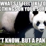 Panda | WHAT'S IT FEEL LIKE TO COOK THINGS ON YOUR SURFACE? I DON'T KNOW, BUT A PAN DOES | image tagged in panda | made w/ Imgflip meme maker