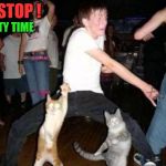 Party hard cat | STOP ! PARTY TIME | image tagged in party hard cat | made w/ Imgflip meme maker
