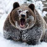 Surprised bear