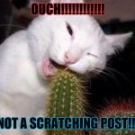 OUCH | OUCH!!!!!!!!!!!! NOT A SCRATCHING POST!!! | image tagged in ouch | made w/ Imgflip meme maker