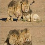 Google is awesome | GOOGLED "DRUNK LIONS"; WAS NOT DISAPPOINTED | image tagged in drunk lions | made w/ Imgflip meme maker