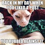 Back in my day cat | BACK IN MY DAY WHEN YOU LIKED A POST; YOU RUBBED AGAINST IT | image tagged in back in my day cat | made w/ Imgflip meme maker