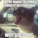 panicking cat | IN THE MIDDLE OF YOUR FAVORITE NETFLIX BINGE; WIFI GOES OUT | image tagged in panicking cat | made w/ Imgflip meme maker