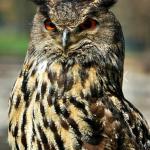 Great horned owl meme