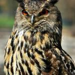 Great horned owl