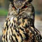 Great horned owl | I may seem quiet and reserved. But if you mess with my books, I'll break out a level of crazy that will make your nightmares seem like a happy place! | image tagged in great horned owl | made w/ Imgflip meme maker