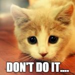 Cute cat | DON'T DO IT.... | image tagged in cute cat | made w/ Imgflip meme maker